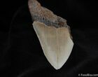 Megalodon Tooth #102-1